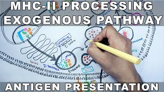 Exogenous Pathway of Antigen Presentation  MHC II Processing [upl. by Schlessel]