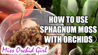 How to use sphagnum moss with orchids [upl. by Ashok]