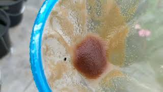 How to culture daphnia moina in a small container Part 1 English Subtitle [upl. by Scoville]