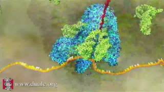 mRNA Translation Advanced [upl. by Michigan]