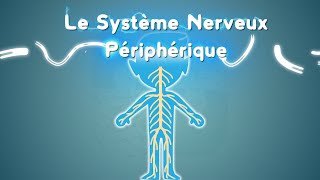 Neurolexique 3  Le Système Nerveux Périphérique [upl. by Cayla]