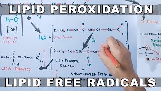 Mechanism of Lipid Peroxidation [upl. by Tselec]