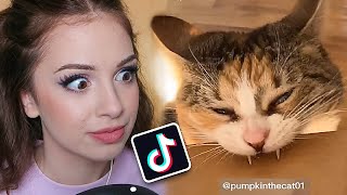 FUNNY CAT TIK TOK VIDEOS [upl. by Elime283]