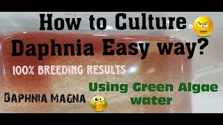 Daphnia MagnaHow to Culture Daphnia Easy wayCulturing Daphnia using Green water Daphnia [upl. by Gaby]