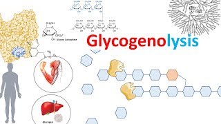 Glycogenolysis and its regulation [upl. by Ahsima]