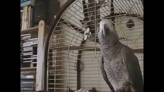 Funny Parrot Curses out Owner Fat Bas ard [upl. by Weitzman]