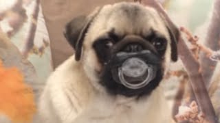 Top 30 Funniest and Cutest Pug Dog Videos Compilation [upl. by Annoet]