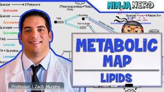 Metabolism  The Metabolic Map Lipids [upl. by Orabla]