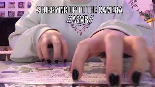 scurrying up to the camera ASMR [upl. by Nyladnor69]