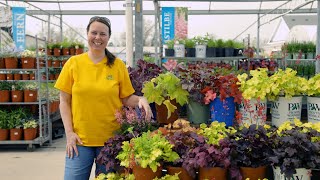 PETITTI Coral Bells  Grow Heuchera for Shade Gardens Pleasing Foliage amp Hummingbirds [upl. by Ancilin883]