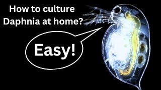 BEST Live Fish Food Beginner guide How to Culture Daphnia at home [upl. by Eniotna163]