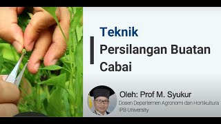 Teknik Persilangan Buatan Cabai [upl. by Erickson826]