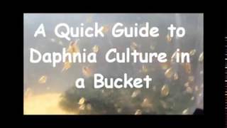 How to culture daphnia outside [upl. by Karel836]