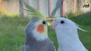 Female Cockatiels Singing [upl. by Ecraep417]