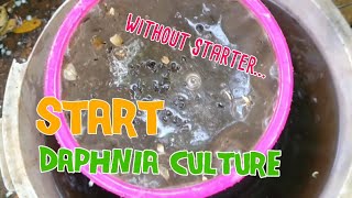 How to culture daphnia moina the easy way 1  Starting the Daphnia culture [upl. by Jago527]