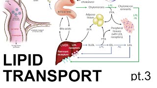 Lipid Transport Pt 3 [upl. by Silvanus]