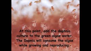 Daphnia  How to grow daphnia in your home [upl. by Vadim886]