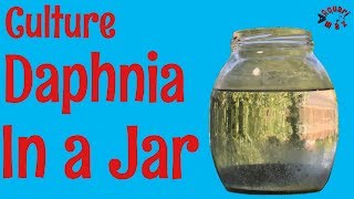 How to Culture Daphnia in a Jar [upl. by Mcdermott]