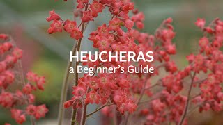 How to look after Heucheras  Grow at Home  RHS [upl. by Mclaurin]