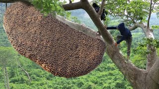 tree climbing skills without fear of heights harvesting honey from dangerous tall trees [upl. by Minette661]