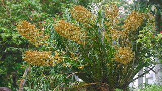 Anggrek Tebu Anggrek Terbesar di Dunia Grammatophylum speciosum [upl. by Oliric]