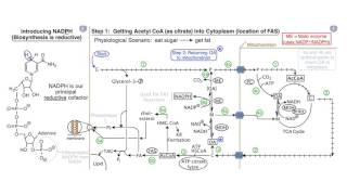 Fatty Acids and Lipid Biosynthesis [upl. by Dymoke]