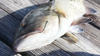 Live Bait Fishing For Amberjacks and Grouper [upl. by Zinn]