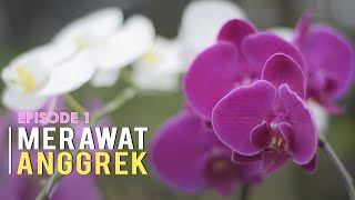 CARA MERAWAT ANGGREK BAGI PEMULA Episode 1 [upl. by Pammy]