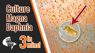 How to culture DAPHNIA MAGNA  The easy way [upl. by Peregrine582]