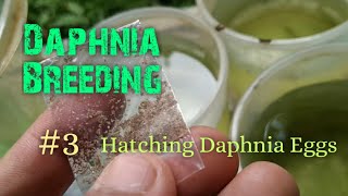 Daphnia Culture made simple and easy 3  Hatching Daphnia eggs [upl. by Dielu572]