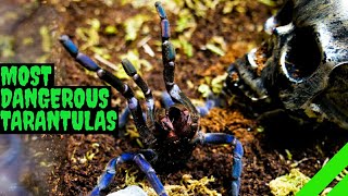 Top 10 Most DANGEROUS Tarantulas [upl. by Alinna]