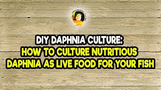 DIY Daphnia Culture How to Culture Nutritious Daphnia as Live Food for Your Fish [upl. by Hesoj395]