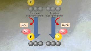 How Glycolysis Works HD Animation [upl. by Alanna]