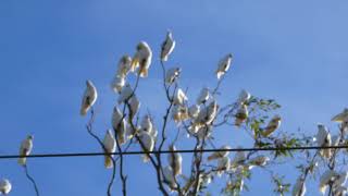 2000 Corella cockatoos being noisy [upl. by Kawai]