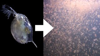 How I Culture Daphnia [upl. by Tavish]