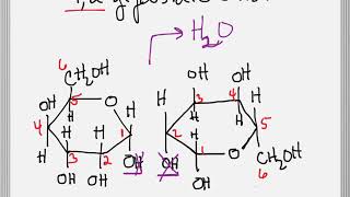 How to Form a Glycosidic Bond between Two Sugars [upl. by Trimble495]