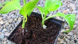 Propagating Hydrangea Cuttings the Easy Way [upl. by Initof314]