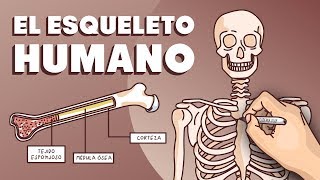 El esqueleto humano [upl. by Padget931]