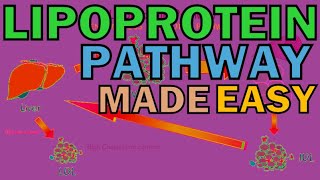 Introduction To The Lipoprotein Pathway Chylomicrons LDL VLDL HDL  PART 13 [upl. by Leunam]