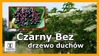 Czarny Bez  Drzewo Duchów [upl. by Avery210]