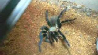 Haplopelma lividum Cobalt Blue [upl. by Ahsiatal]