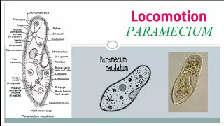 Locomotion in Paramecium caudatum [upl. by Seton]