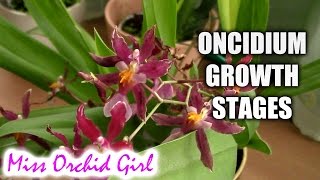 Growth stages of Oncidium Orchids [upl. by Thorpe]