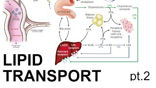 Lipid Transport pt 2 [upl. by Arocat]