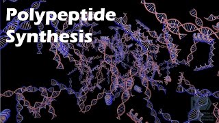 Polypeptide Synthesis [upl. by Ailisab]