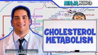 Metabolism  Cholesterol Metabolism [upl. by Oranneg]