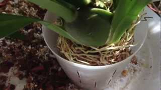 Easy Oncidium Orchid repotting care and culture the greenhouse [upl. by Adeirf]