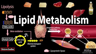 Lipid Fat Metabolism Overview Animation [upl. by Adle]