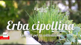 Erba cipollina – Consigli per la coltivazione [upl. by Kial]