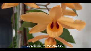 Dendrobium moschatum [upl. by Heyde]